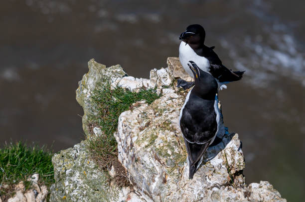 istock Mating razorbills, Alca torda, perched on rocks 1438211423