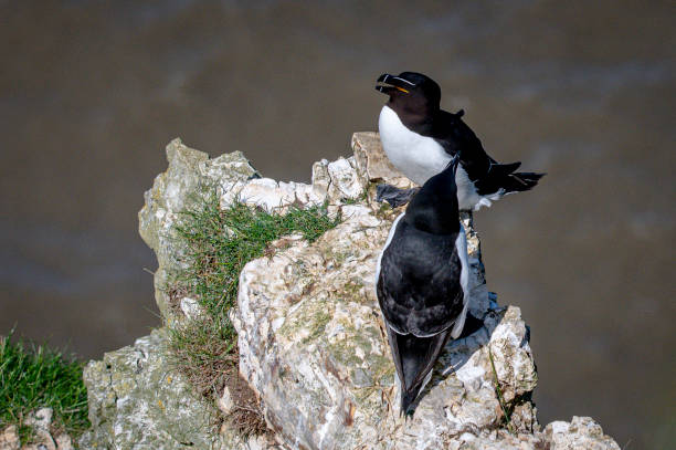 istock Mating razorbills, Alca torda, perched on rocks 1438211956