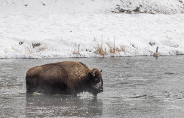 istock Bison in Winter in Yellowstone National Park 1438212075