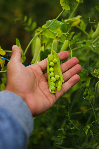 Hand holding pea plant on tree are ready to harvest by Indonesia local farmer in the fields. Agriculture, vegetable, and organic farm concept background.