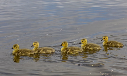 Mallard ducks swimming, reflected in calm waters at dawn.