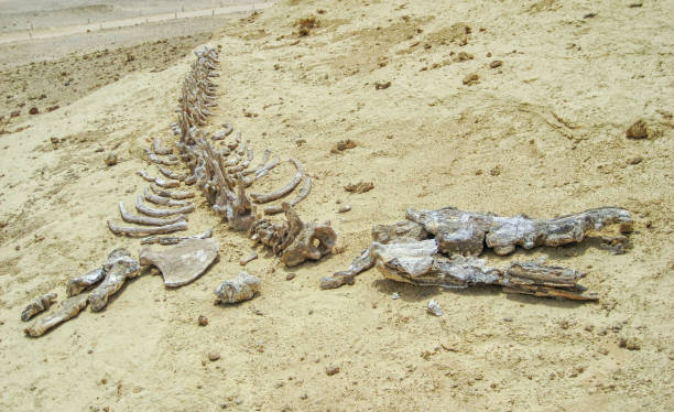 esqueleto de ballena en wadi el hitan (valle de las ballenas), yacimiento paleontológico en el fayum (egipto) - fayoum fotografías e imágenes de stock