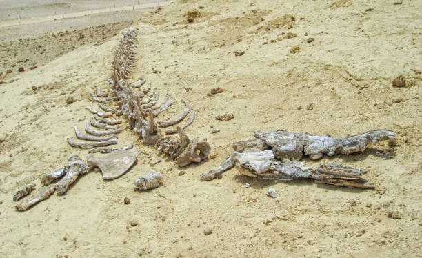 ワディエルヒタン(クジラの谷)、ファイユーム(エジプト)の古生物学遺跡のクジラの骨格 - fayoum ストックフォトと画像