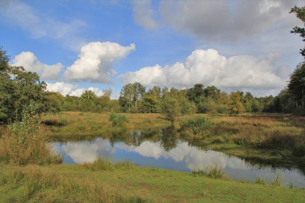 istock reflection of the sky in a pool in a beautiful forest 1438212707