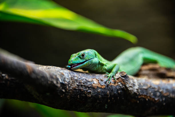 китайский воды дракона - water monitor стоковые фото и изображения