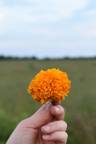 istock Woman's hand holding an orange flower in a field 1438212729