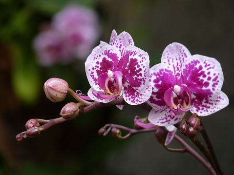 A closeup shot of blooming orchid flowers in the greenery