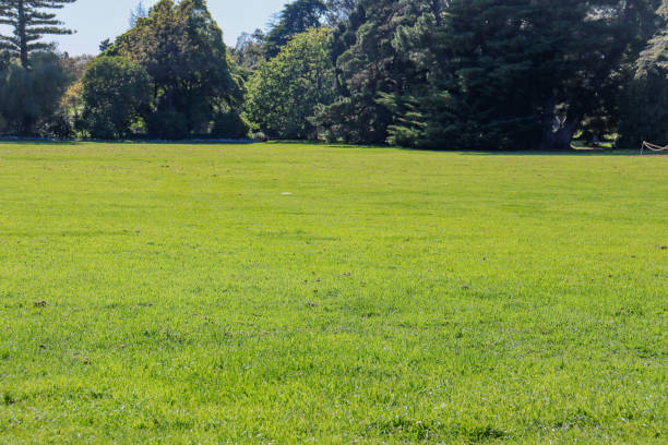 istock green lawn and trees 1438212773