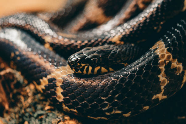istock Closeup of a snakehead looking from its coils 1438212789