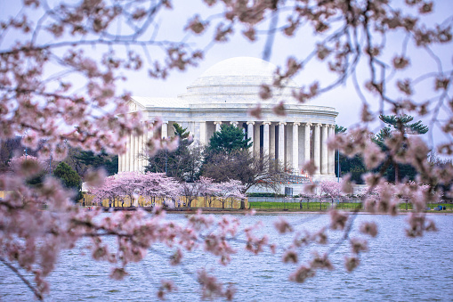 Jefferson Memorial view through cherry blossom trees, Washington DC, capital of USA