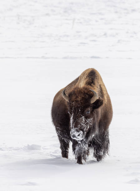 istock Bison in Winter in Yellowstone National Park 1438213696