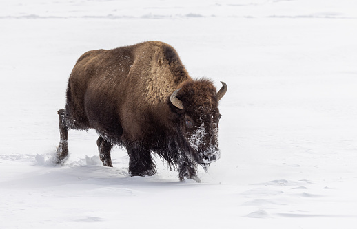 a bison in winter in Yellowstone National Park Wyoming