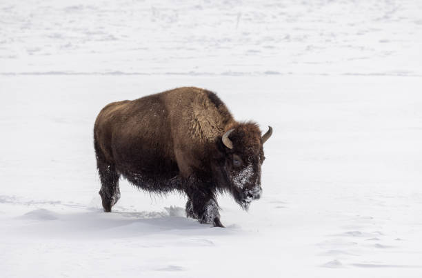 istock Bison in Winter in Yellowstone National Park 1438213714