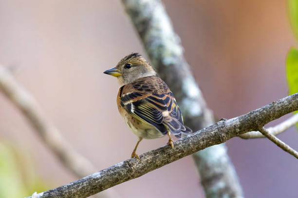 istock Brambling on a branch of tree in autumn forest. 1438213927