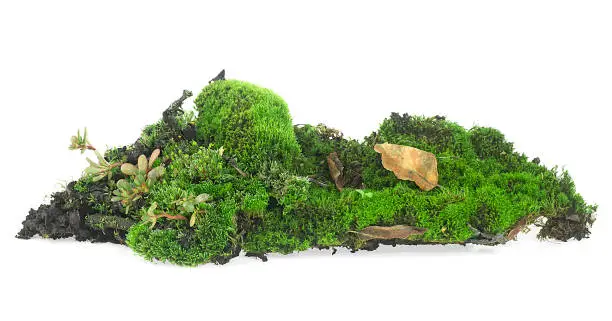 Photo of Green mossy hill with grass and leaves on soil, isolated on a white background.