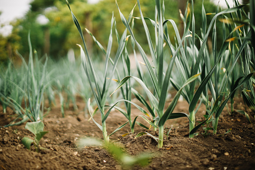 Garlic leaves growing in a garden, garlic greenery close-up, background of green leaves. Growing green garlic closeup