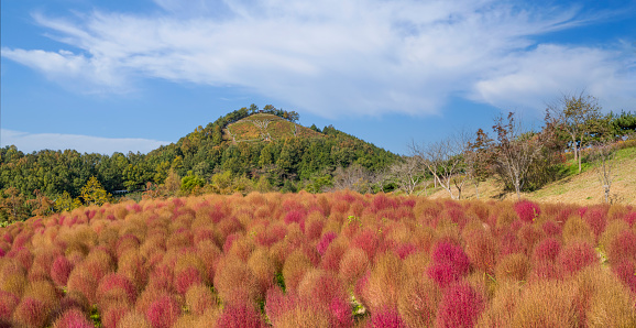 Summer cypress hill with red maple leaves at Hampyeong Chrysanthemum Festival