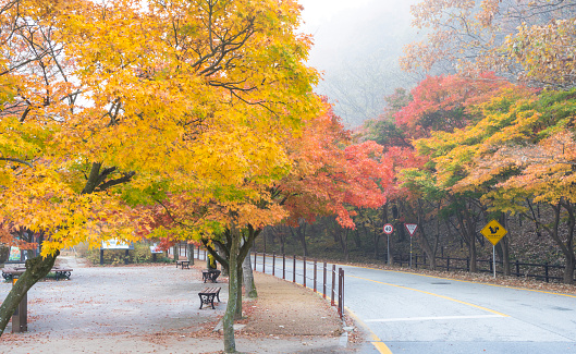 Autumn foliage road in Naejangsan National Park in Jeongeup-si