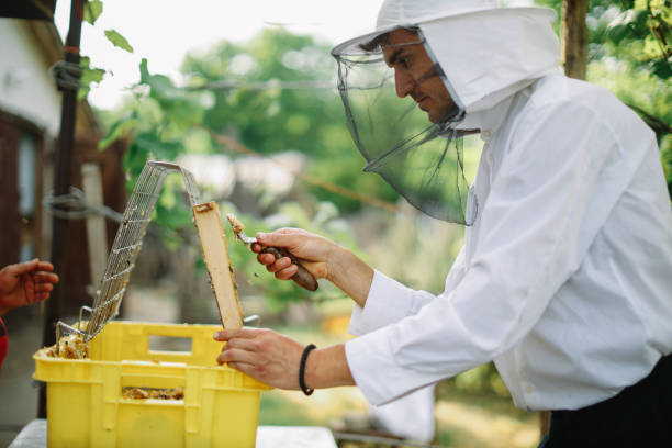 istock beekeeper collecting honey at a DIY organic farm 1438216308