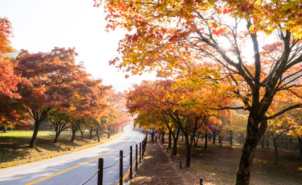 istock autumn leaves road 1438216761