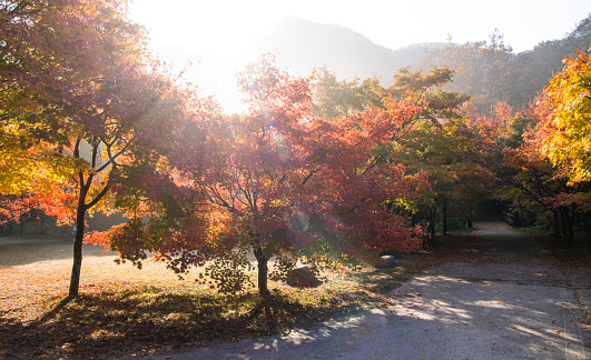 Autumn foliage road in Naejangsan National Park in Jeongeup-si