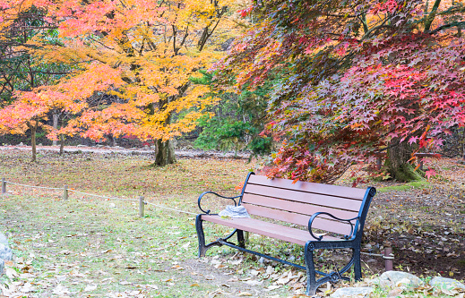 A bench waiting for someone in the beautifully colored maple forest