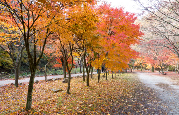 istock autumn leaves road 1438216927