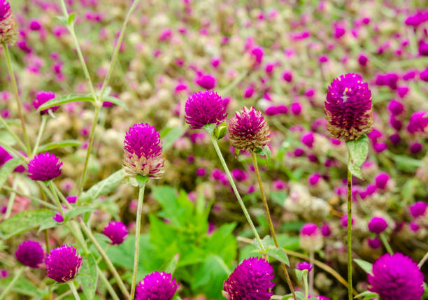 ゴンフレナグロボサ、グローブアマランス - globe amaranth ストックフォトと画像