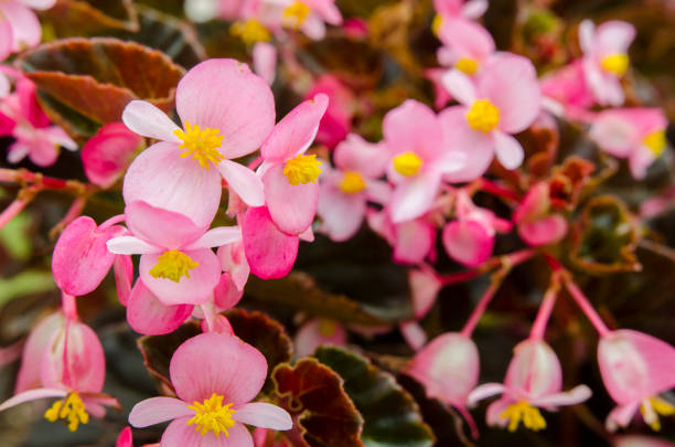 istock Begonia grandis 1438218358