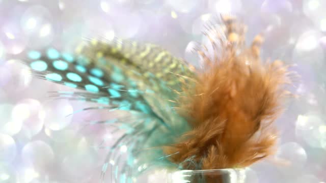 Feather from a bird rotates