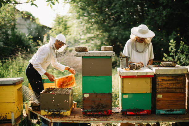 istock beekeeper holding beeswax in wooden frame 1438218887