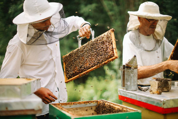 istock beekeeper holding beeswax in wooden frame 1438219029