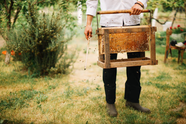 Organic homemade DIY beekeeping farm in the countryside. Man is holding beeswax in a wooden frame in the yard.