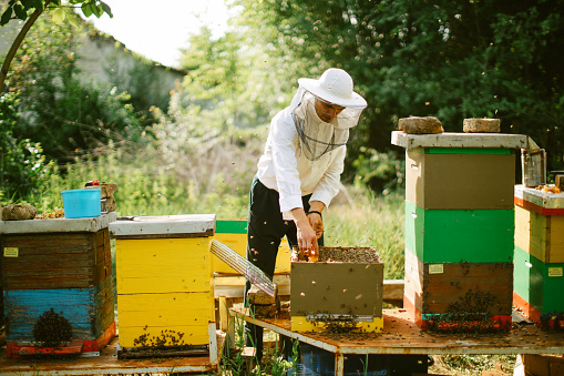 Organic homemade DIY beekeeping farm in the countryside. Man is holding beeswax in a wooden frame in the yard.