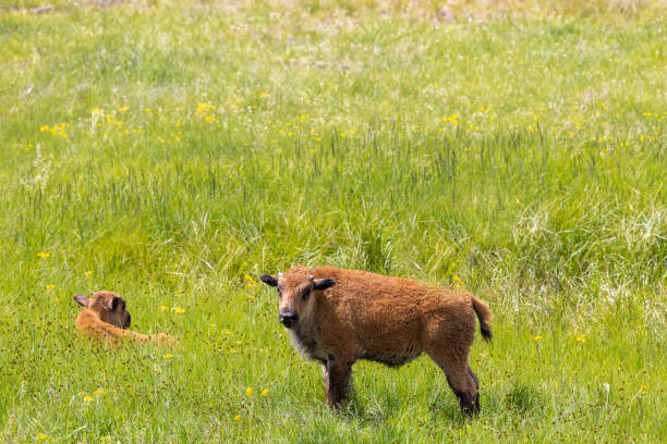 istock Bison Calf in Summer in Yellowstone 1438220116