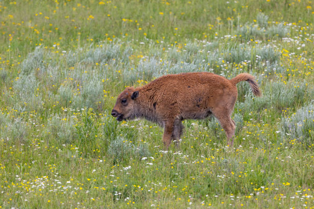 a cute bison calf in Yellowstone Natioal Park Wyoming in summer