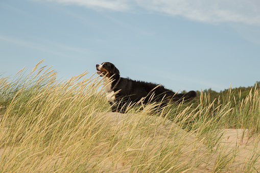 bernese mountain dog in the grass on sand dunes