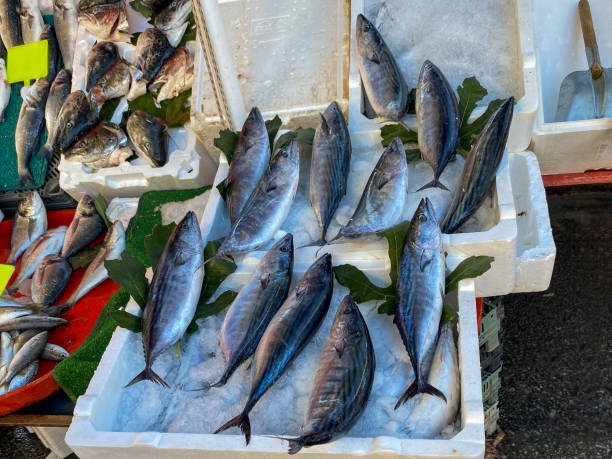 Bonito fish and other kinds of fish sold in the market. stock photo