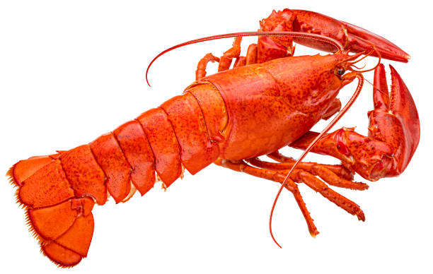istock Red lobster isolated on white background, full depth of field 1438227461