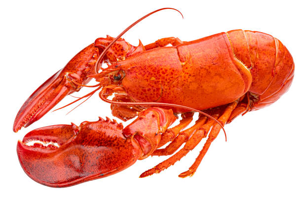 istock Red lobster isolated on white background 1438227464