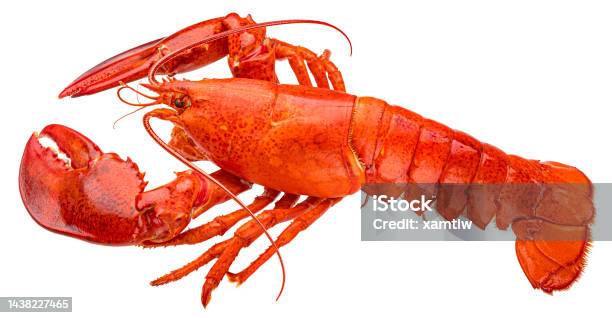흰색 배경에 격리된 빨간색 랍스터 전체 피사계 심도 바닷가재에 대한 스톡 사진 및 기타 이미지 - 바닷가재, 랍스터-해산물 ...