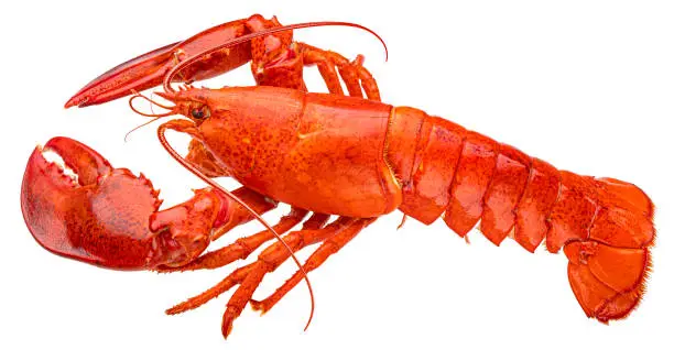 Photo of Red lobster isolated on white background, full depth of field