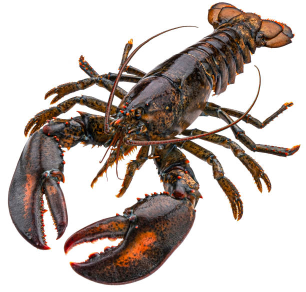 istock Fresh raw lobster isolated on white background, full depth of field 1438227466