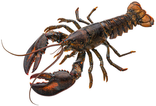 istock Fresh raw lobster isolated on white background, full depth of field 1438227467
