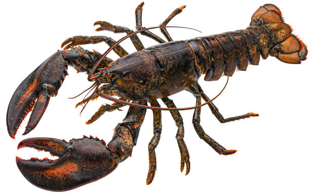 istock Fresh raw lobster isolated on white background, full depth of field 1438227469