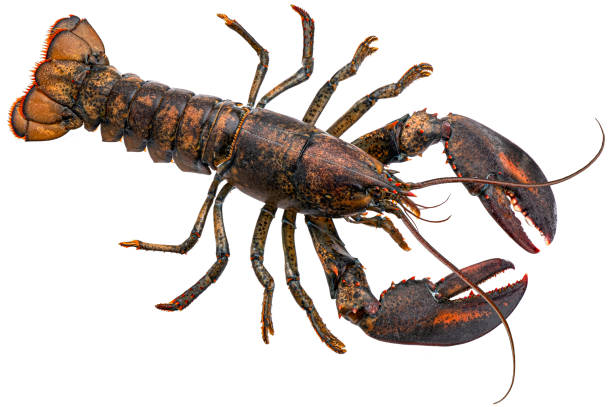 istock Fresh lobster isolated on white background, top view 1438227472