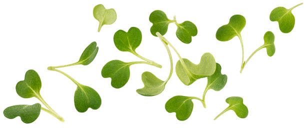 istock Falling microgreen leaves, arugula sprouts isolated on white background 1438227481
