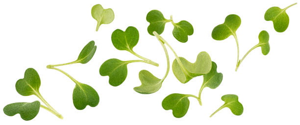 Falling microgreen leaves, arugula sprouts isolated on white background Falling microgreen leaves, young arugula sprouts isolated on white background arugula falling stock pictures, royalty-free photos & images