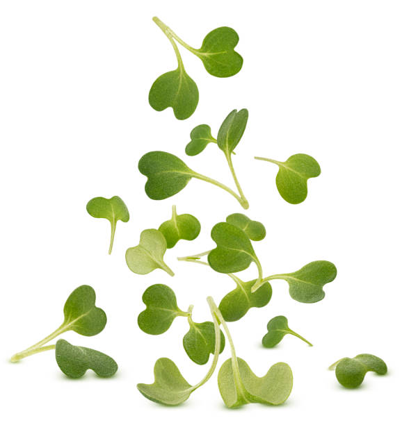 istock Microgreen leaves, arugula sprouts isolated on white background 1438227487