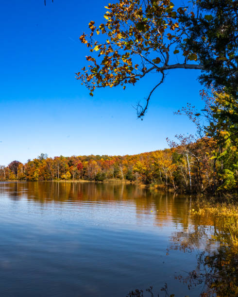 istock Fall autumn leaves in nature 1438227943